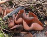 Řasnatka hnědá (Houby), Peziza badia (Fungi)